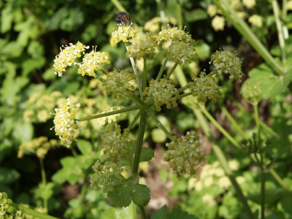 Smyrnium olusatrum